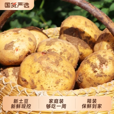 定西黄皮土豆农家自种新鲜精品现挖马铃薯正宗洋芋蔬菜批发当季
