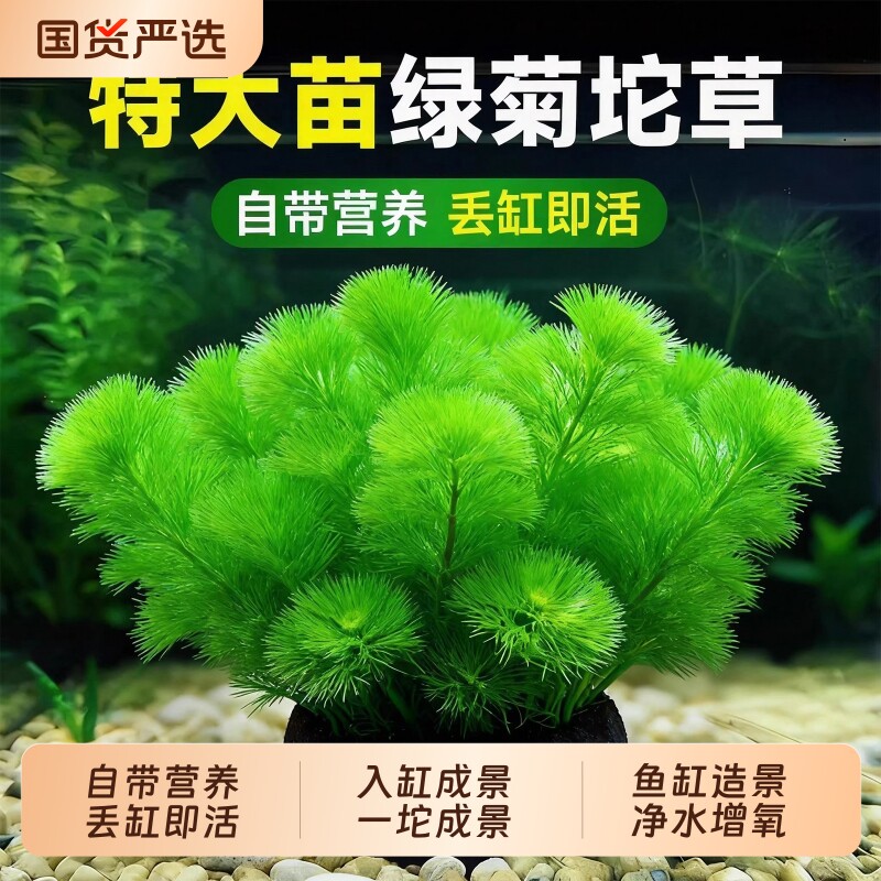绿菊大坨水草植物坨草鱼缸造景中后景淡水阴性净水蜈蚣草增氧绿植