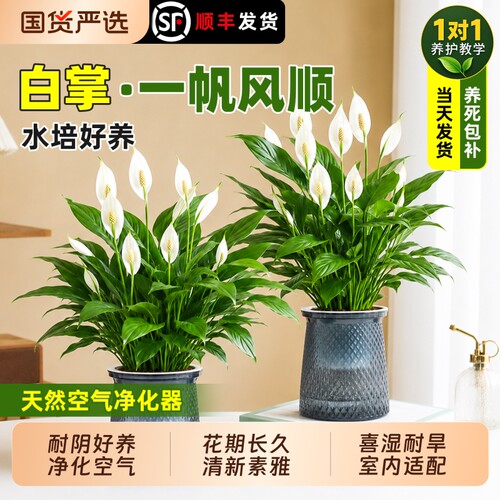 一帆风顺白掌盆栽办公室内绿植红掌花卉水培植物四季好养易活常绿