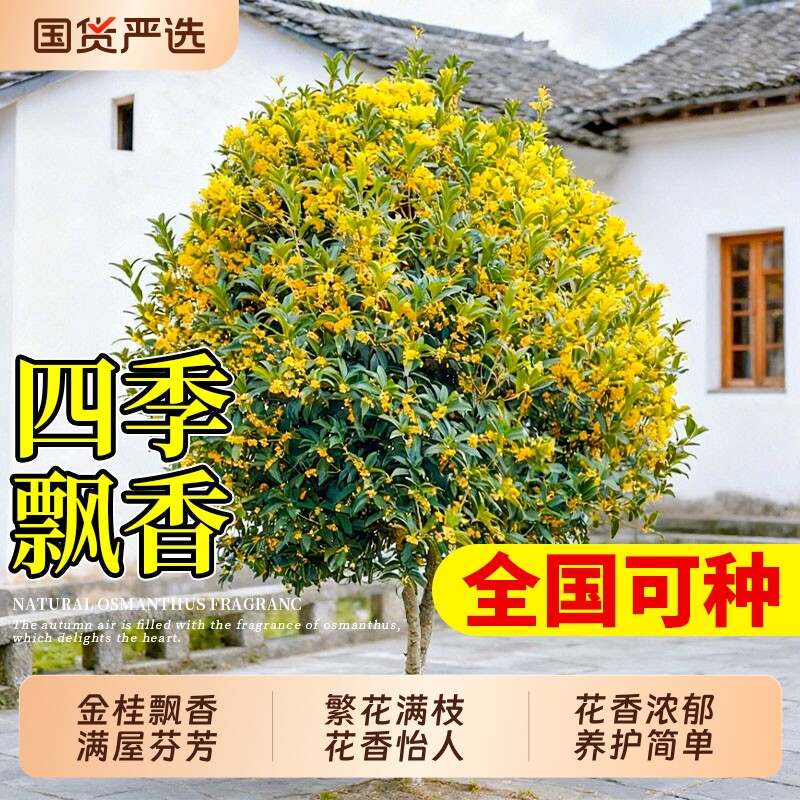 桂花树苗大树四季桂老桩庭院金桂八月桂室外种植别墅地栽花卉绿植