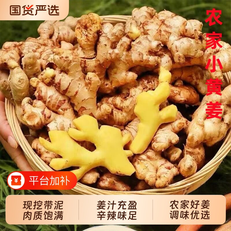 带泥小黄姜新鲜生姜现挖老姜5斤土姜农家自种包邮精选当季