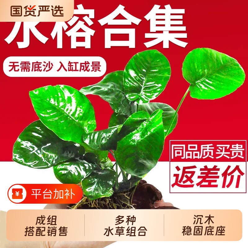 水榕水草沉木植物真草造景阴性养鱼淡水鱼缸绿植懒人新手细叶铁草