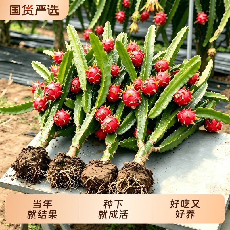 火龙果树果苗盆栽四季结果南北方种植白心黄金燕窝红心火龙果苗树图片