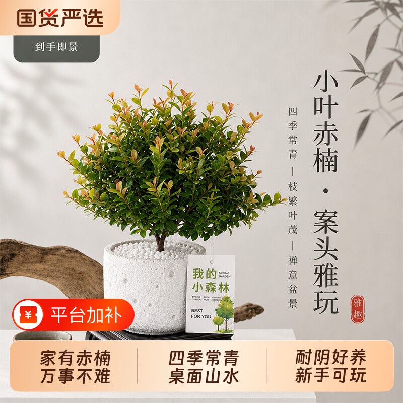 小叶赤楠盆栽中式禅意植物客厅室内桌面新手好养绿植四季常青