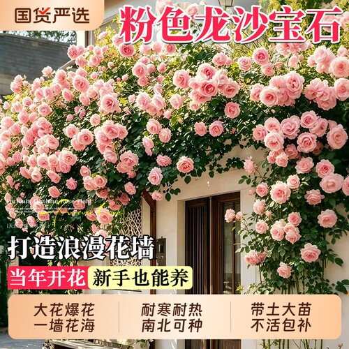 特级蔷薇花苗爬藤四季老桩庭院爬墙藤本月季花卉盆栽绿植玫瑰开花