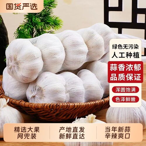 山东紫皮大蒜精品大果网兜装