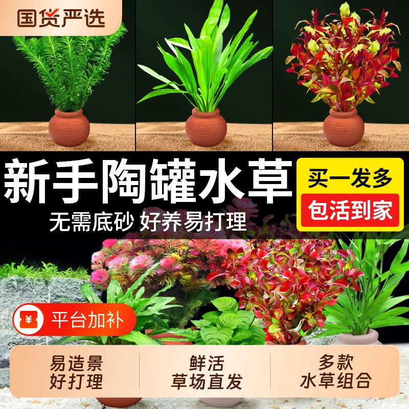 水草鱼缸造景摆件增氧阴性水培榕绿菊蜈蚣草净水定植陶罐水草套餐