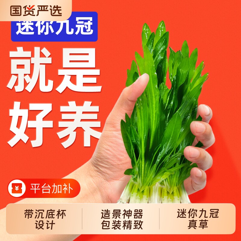 迷你九冠水草养鱼造景植物大叶鱼缸躲避屋新手懒人活体淡水榕阴性
