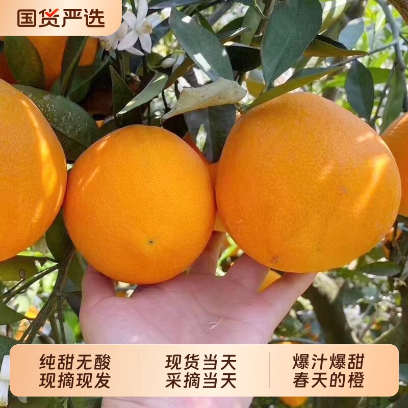 正宗湖北秭归伦晚脐橙旗官方旗舰店新鲜水果甜现摘橙子手剥春橙