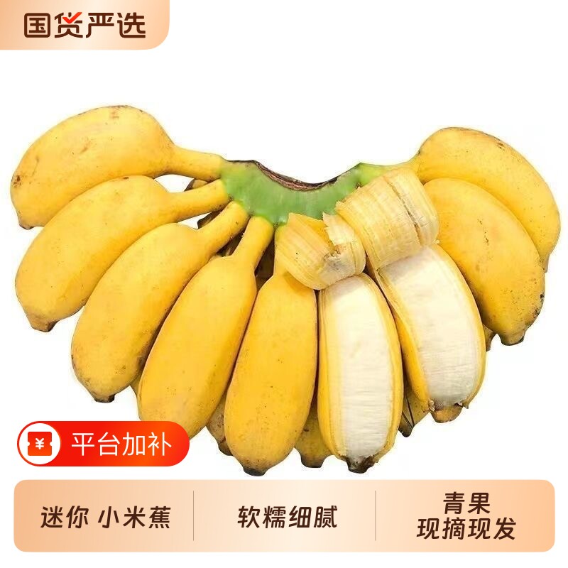 [福利]正宗广西小米蕉鸡蕉当季新鲜水果整箱自然熟小香蕉现摘现发