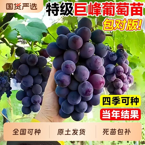 正宗巨峰老品种葡萄苗阳光玫瑰嫁接苗种植带土球老桩皇后八号夏黑