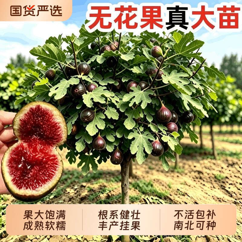无花果树特大果苗当年结果盆地栽庭院波姬红无花果大树苗青皮原土图片