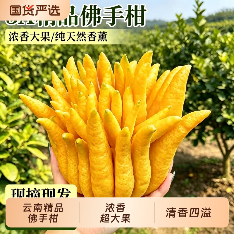 佛手柑水培植物鲜果桌面闻香观赏摆件室内水养绿植新鲜超级可食用