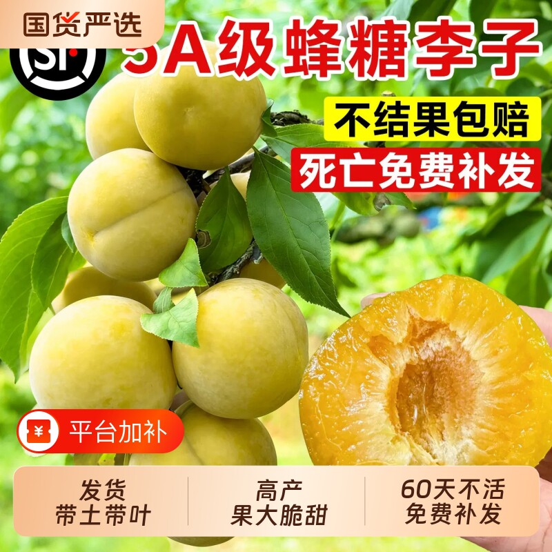 嫁接蜂糖李子树苗南北方种植盆栽地栽阳台庭院果树果苗当年结果