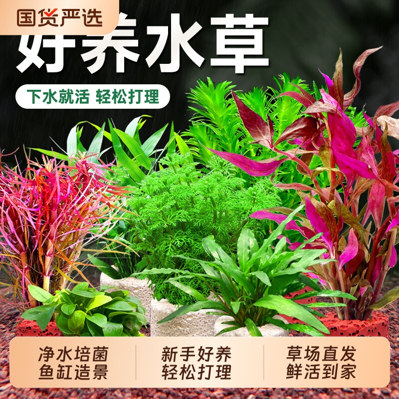 鱼缸水草植物真草阴性造景专用蜈蚣草增氧培菌净化水质养鱼套餐