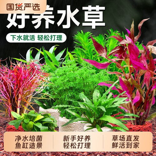 水草植物鱼缸造景培菌净水套餐
