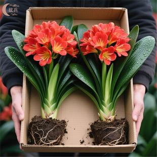 君子兰盆栽元宝君子兰开花植物室内阳台四季常绿好养花卉观花植物