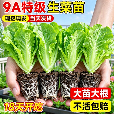 罗马玻璃紫叶生菜苗带土四季易活