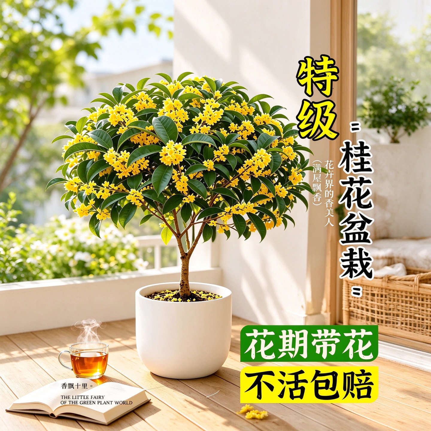 四季金桂盆栽浓香型带花苞发货阳台庭院室内外地栽好养易活观花绿