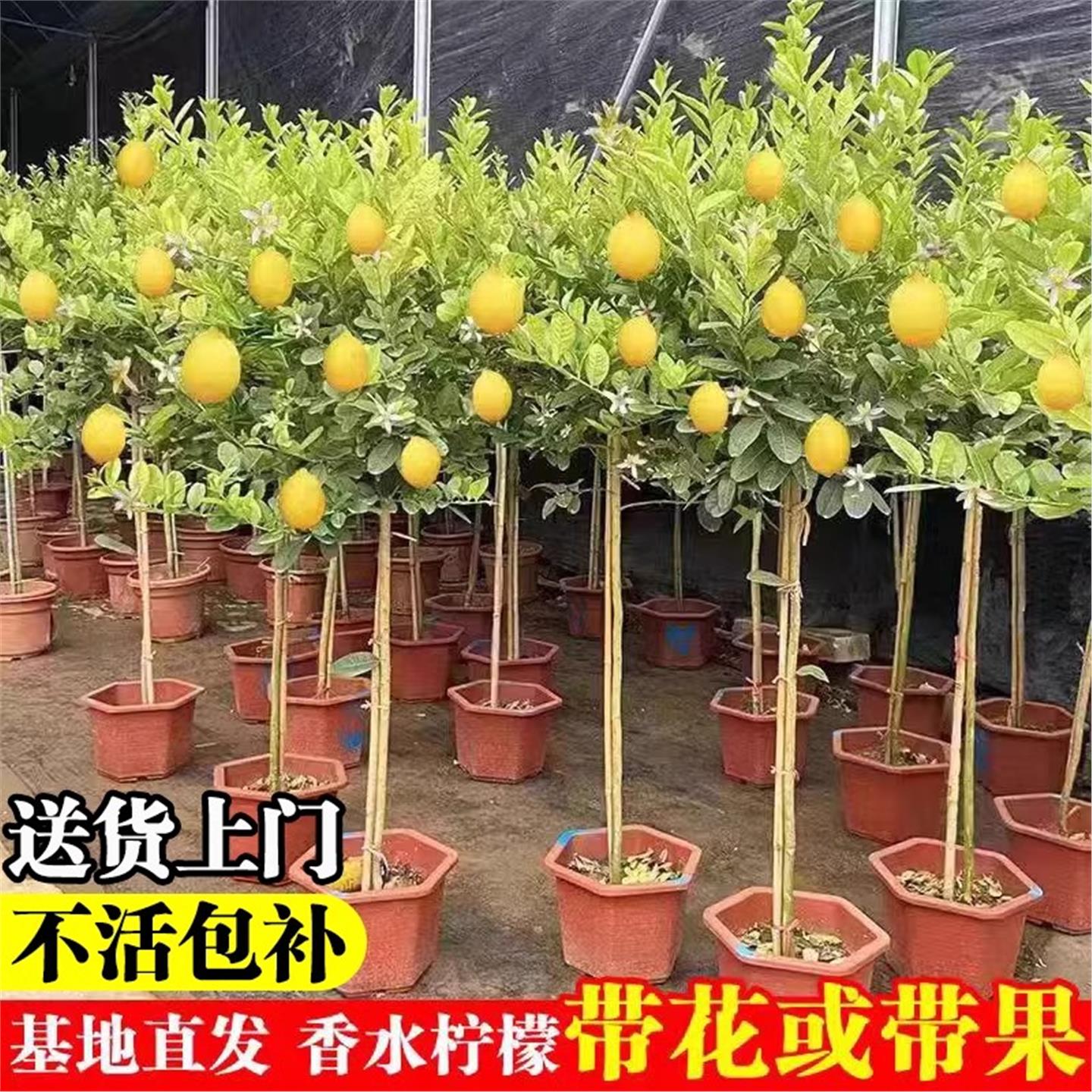 香水柠檬树树苗盆栽带果客厅绿植