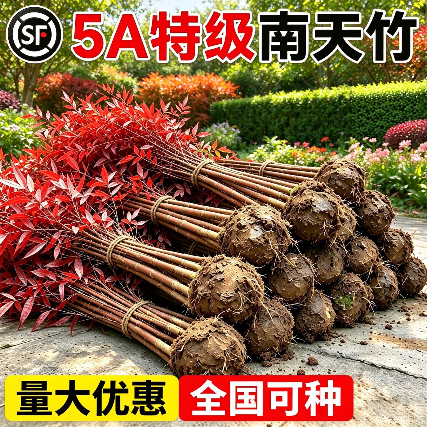 火焰南天竹盆栽老桩真树苗耐寒红叶植物庭院客厅造景工程苗木绿植