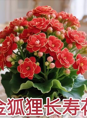 稀有长寿花金狐狸盆栽大花重瓣四季好养花植物带花苞室内花卉绿植
