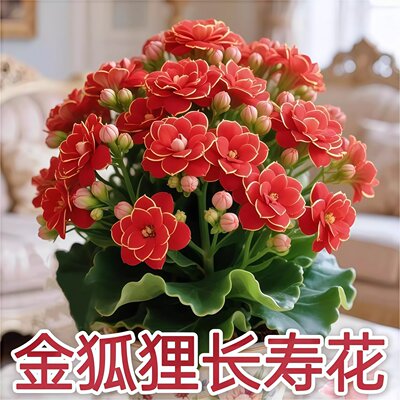 稀有长寿花金狐狸盆栽大重