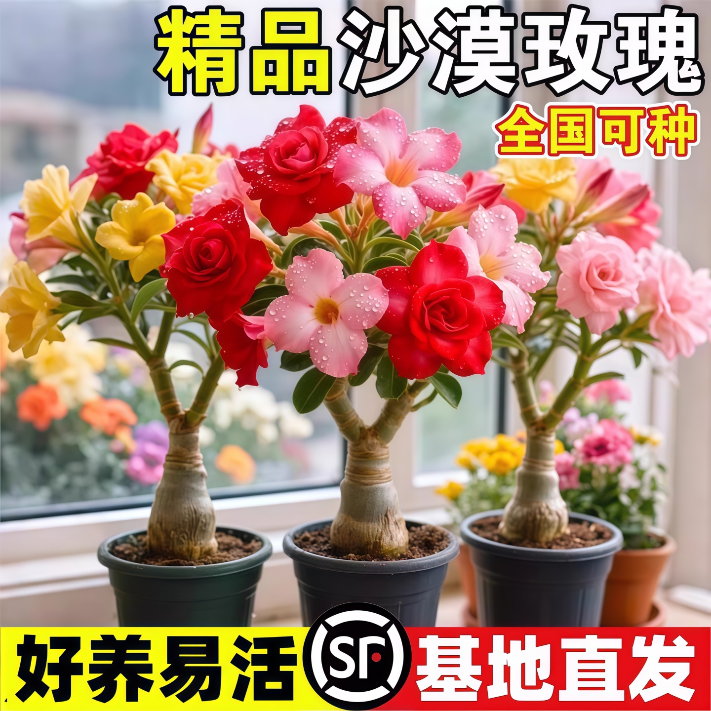 重瓣沙漠玫瑰花苗盆栽四季