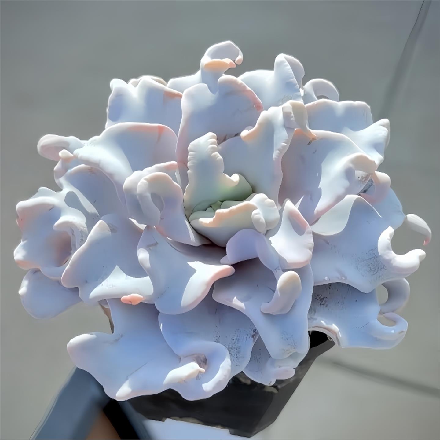 多肉植物组合盆栽新手好养精品