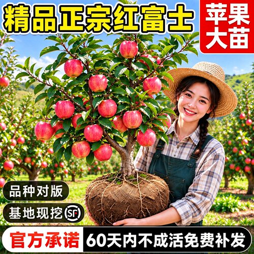 红富士苹果树苗嫁接当年结果