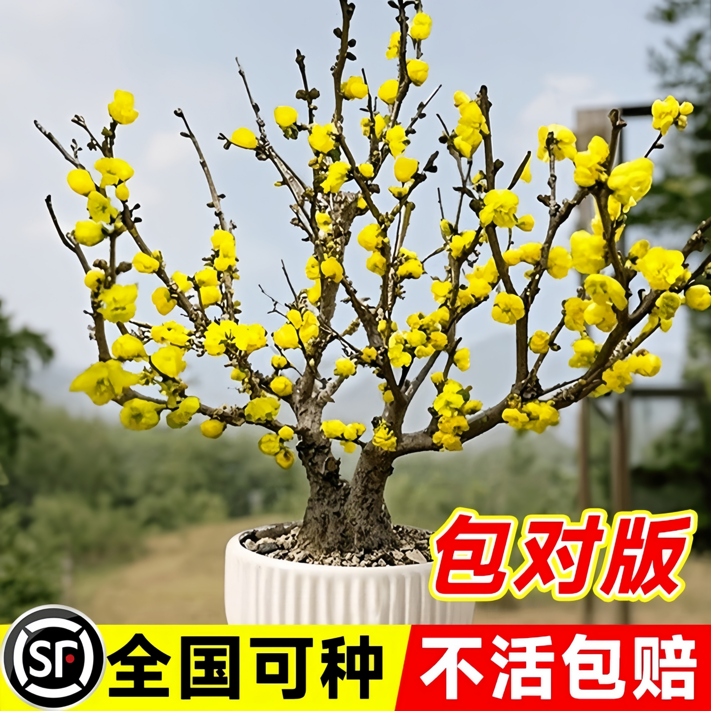 腊梅花树苗盆栽室内外老桩梅花