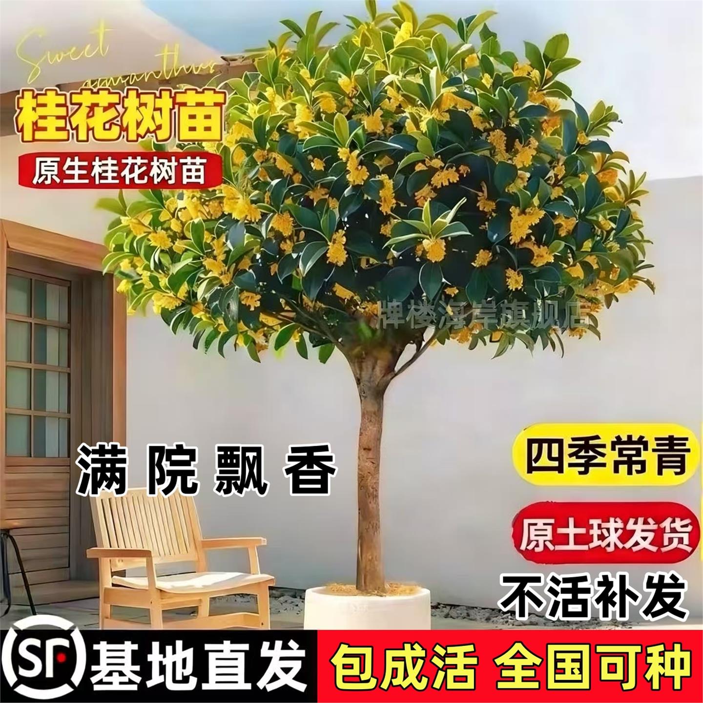 桂花树苗地栽四季常青桂花树金桂