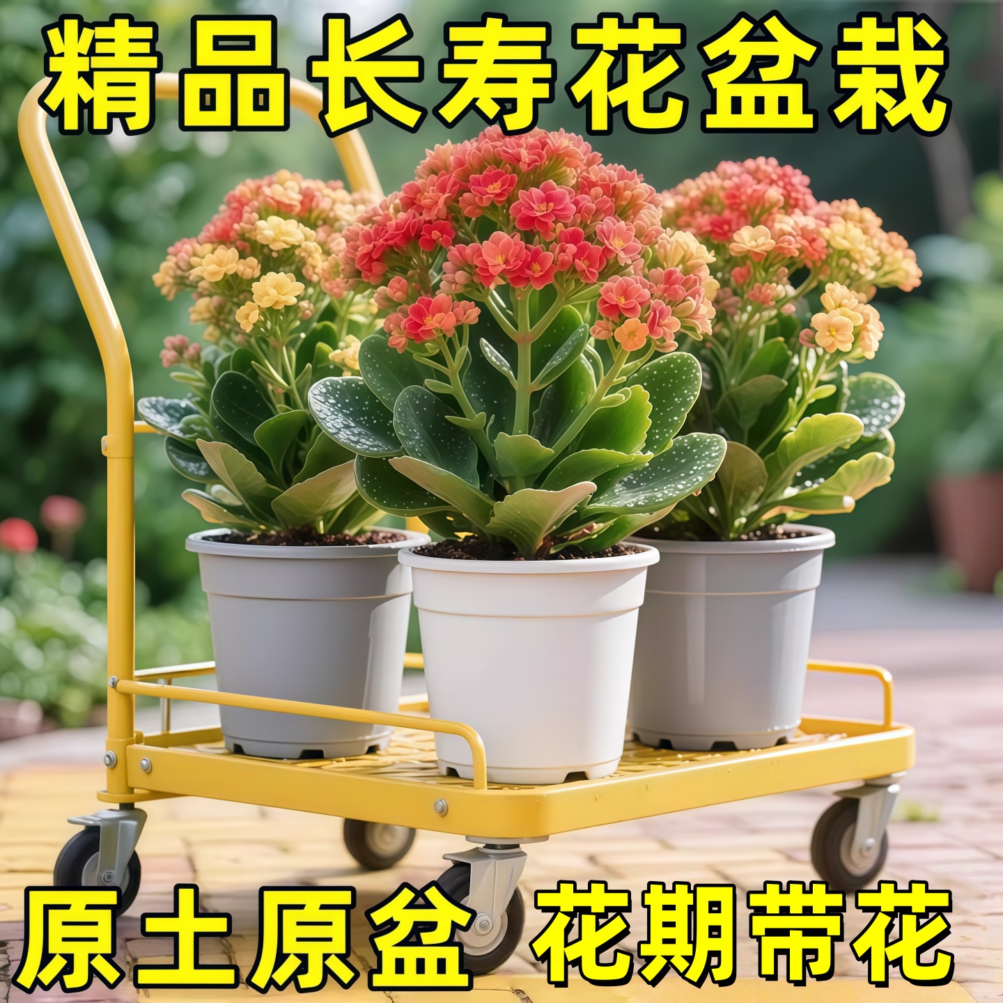 长寿花盆栽重瓣变色龙大带