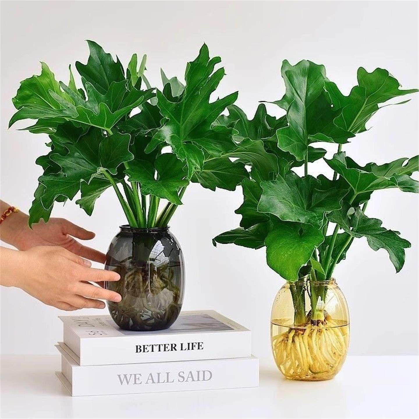 春羽水培植物盆栽室内客厅办公室桌面花卉大叶龟背竹好养绿植,鲜花速递/花卉仿真/绿植园艺,绿植,淘宝优惠券,粉丝福利购,淘宝优惠卷