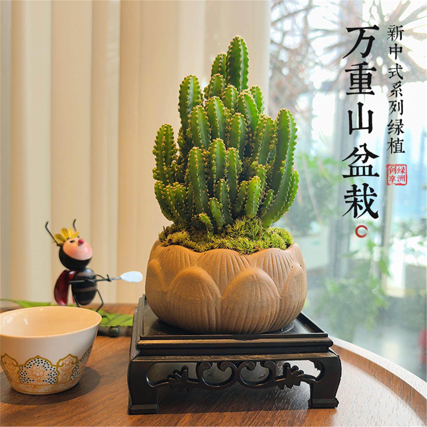 仙人掌盆栽万重山室内仙人球多肉植物办公室桌面好养多肉绿植盆景,鲜花速递/花卉仿真/绿植园艺,造型盆景,淘宝优惠券,粉丝福利购,淘宝优惠卷