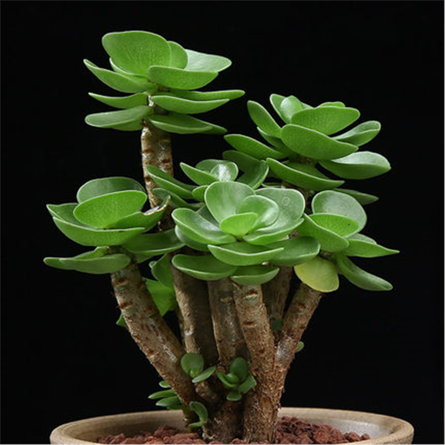 多肉植物金钱木老桩带盆栽超大多