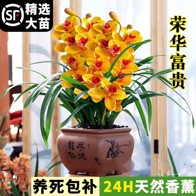 荣华富贵名兰花苗建夏带苞