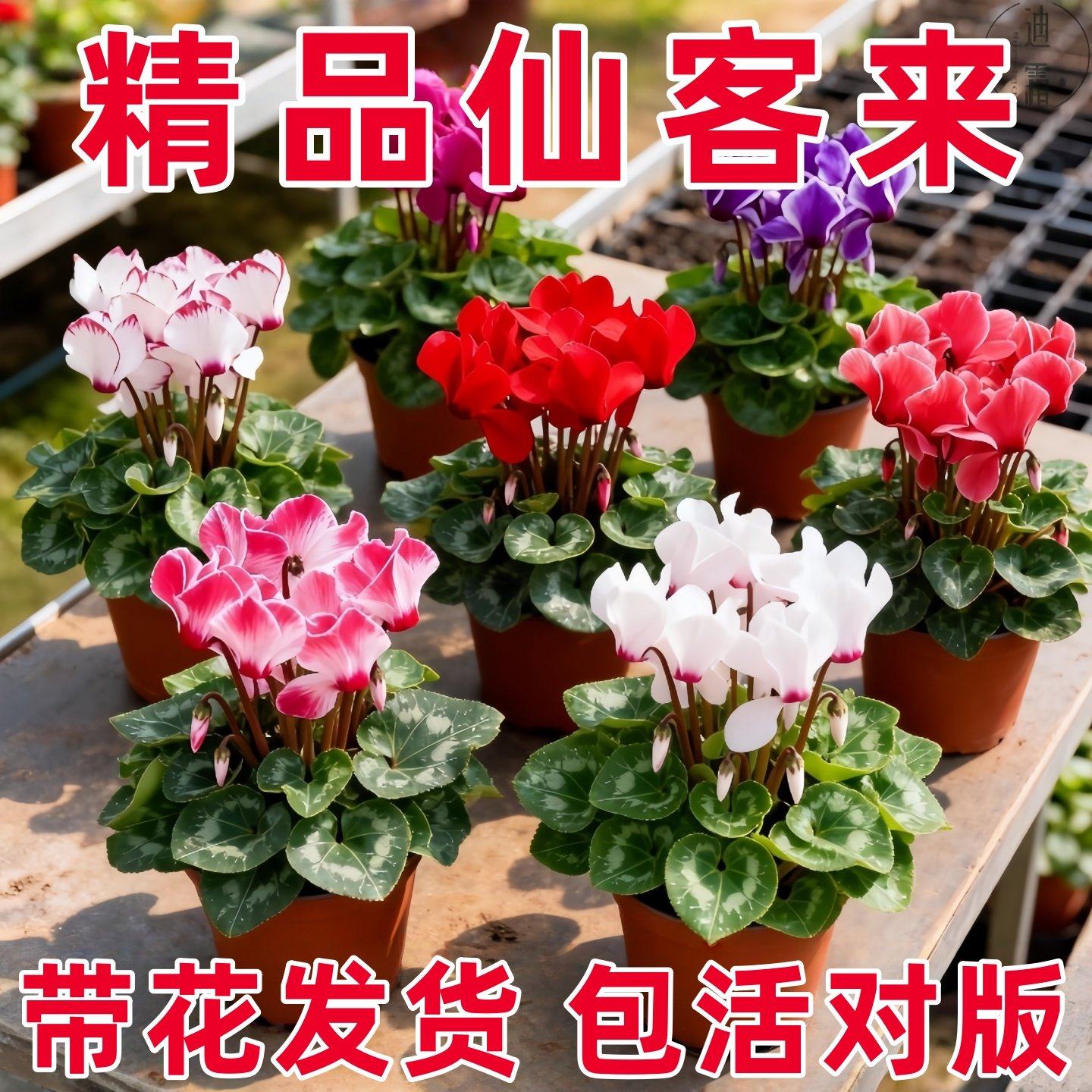 仙客来盆栽花苗兔耳花好养大花阳台室内开花花卉蝶衣花年宵花绿植,鲜花速递/花卉仿真/绿植园艺,时令草本花卉,淘宝优惠券,粉丝福利购,淘宝优惠卷