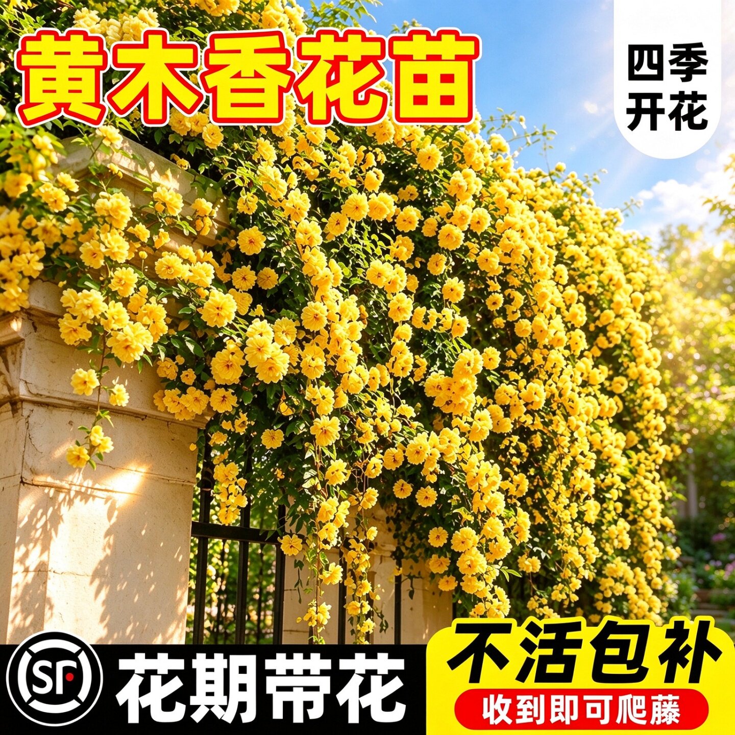 重瓣黄木香花苗无刺老桩大苗四季常开爬藤植物庭院阳台爬墙蔷薇花