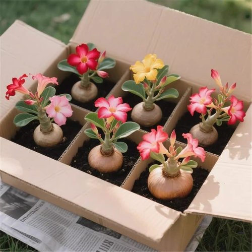 沙漠玫瑰盆栽重瓣带花苞老桩花期