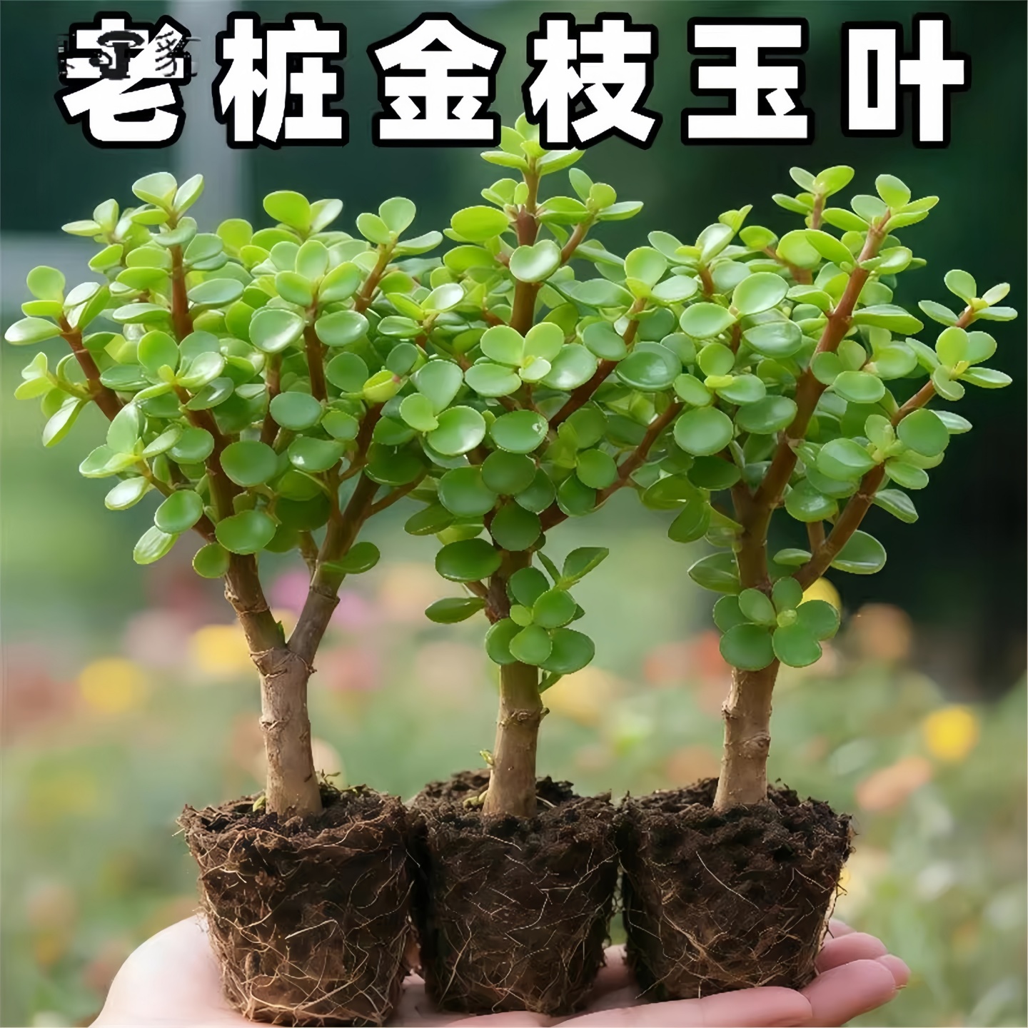 金枝玉叶多肉植物室内盆栽花卉