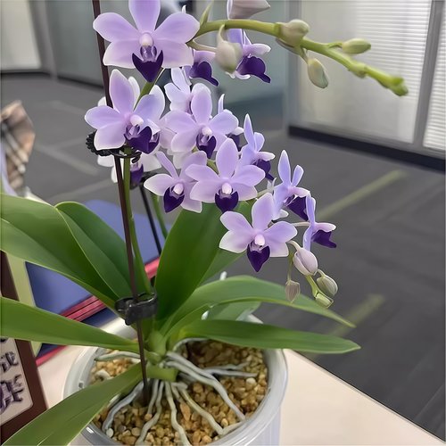 蝴蝶兰小茴紫带花剑多年生盆栽