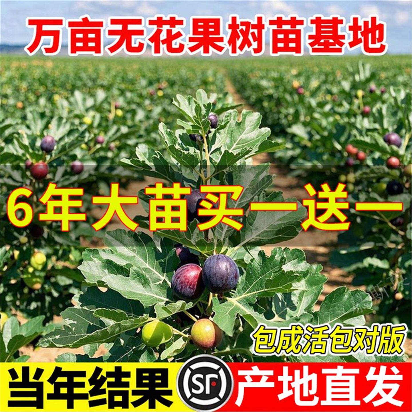 无花果树苗四季南方北当年图片