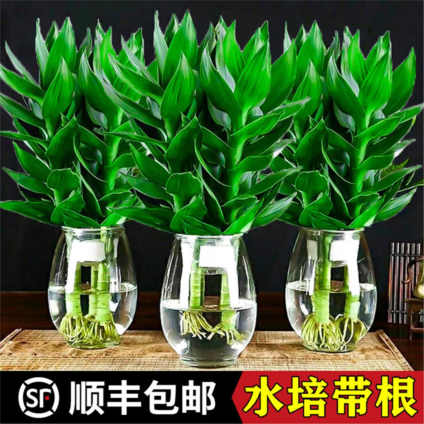 观音竹富贵竹水培植物带根花卉绿植黄金葛室内盆栽转运竹带花瓶好