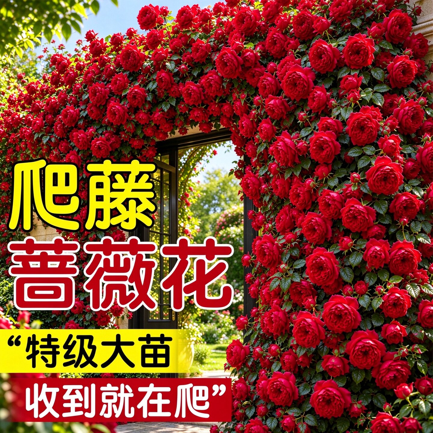 蒂娜爬藤月季大苗盆栽四季开花浓香无刺特大花阳台庭院绿植花苗