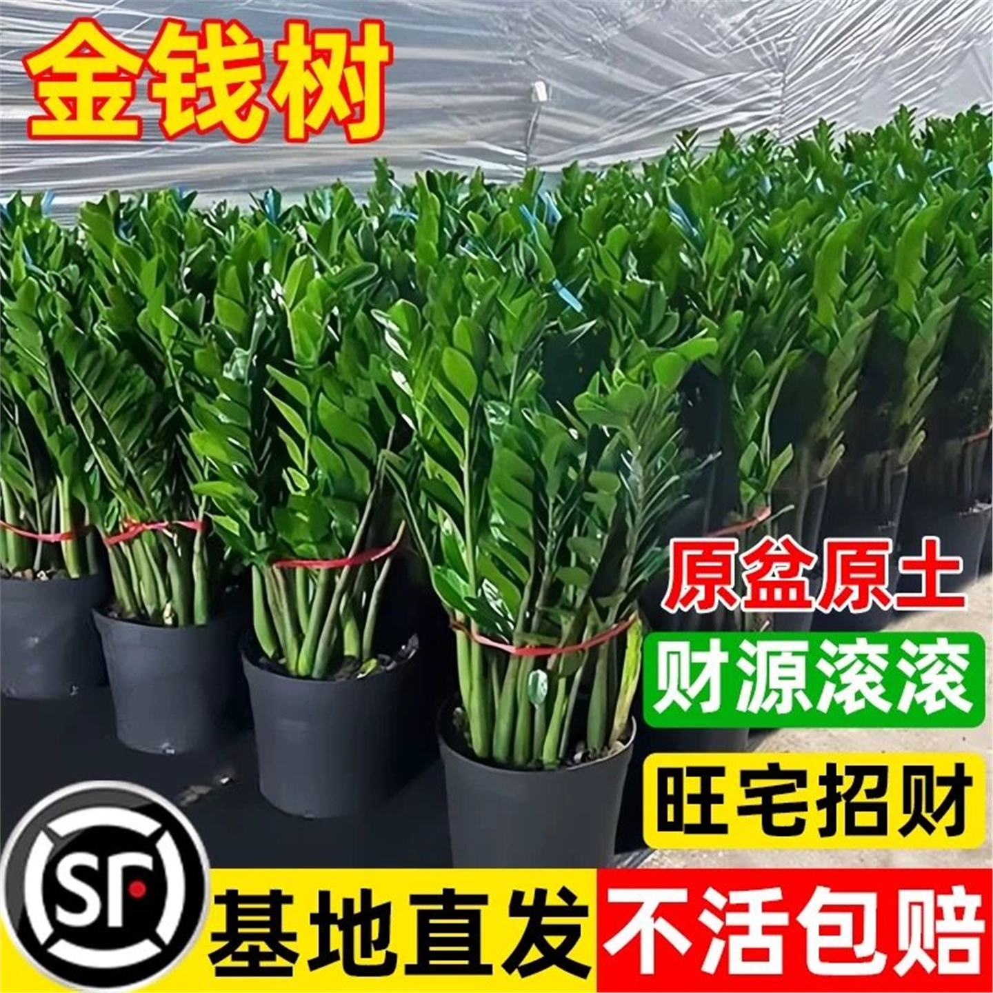 金钱树盆栽植物室内花卉大型阳台好养绿植大摇钱串子招财小发财树,鲜花速递/花卉仿真/绿植园艺,时令草本花卉,淘宝优惠券,粉丝福利购,淘宝优惠卷