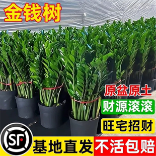 金钱树盆栽植物室内花卉大型阳台好养绿植大摇钱串子招财小发财树
