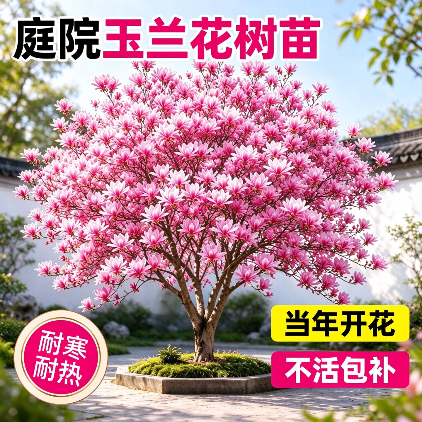 广玉兰树苗老桩带花苞 庭院室外盆栽地栽耐寒四季开花乔木