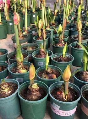 【常年开花】进口朱顶红重瓣大花盆栽植物客厅绿植花卉大全好养活