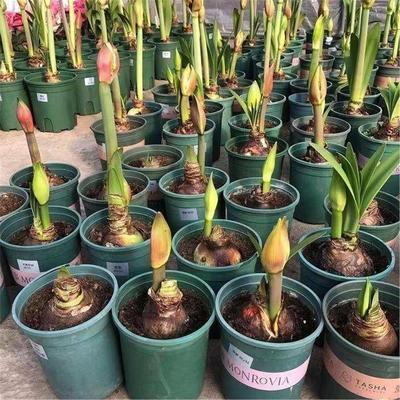 【常年开花】进口朱顶红重